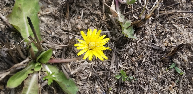 高清大图下载【趣麦麦图】蒲公英花朵花卉绿叶植物聚焦摄影