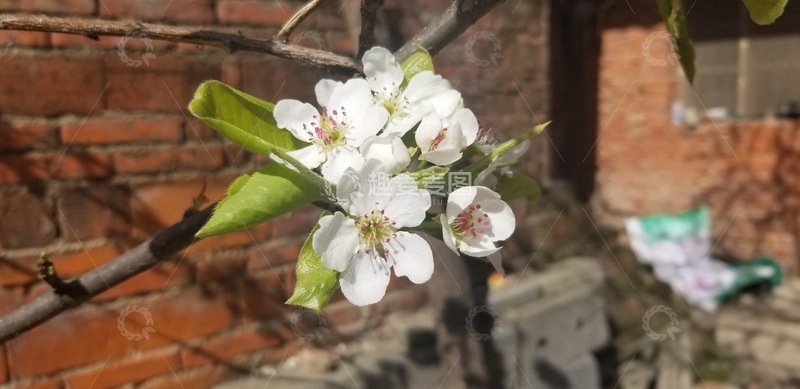 高清大图下载【趣麦麦图】梨花花朵花卉绿叶树枝聚焦摄影