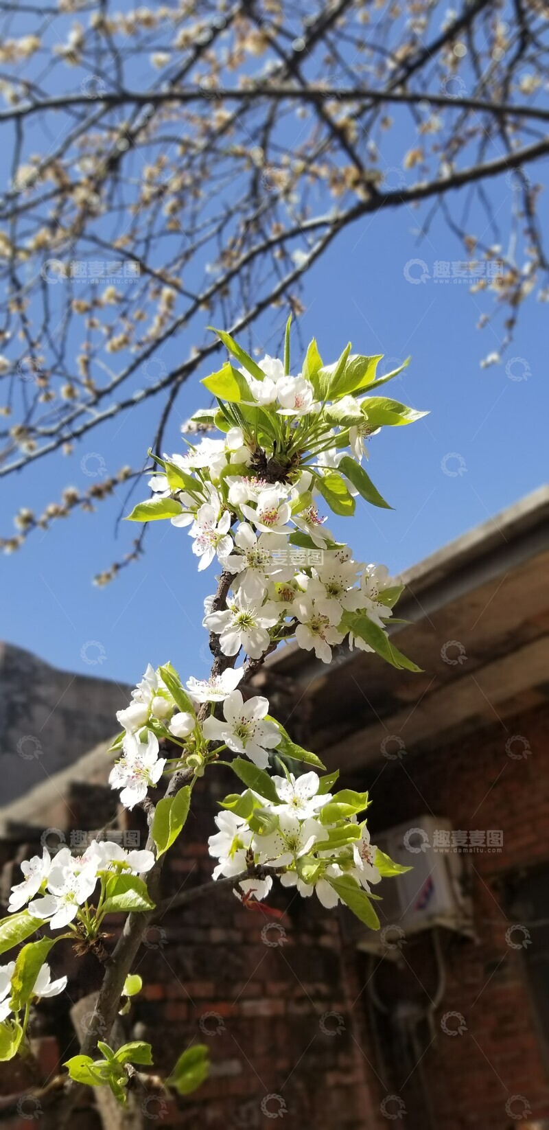 高清大图下载【趣麦麦图】梨花花朵嫩芽绿叶树枝聚焦摄影