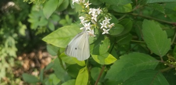 花朵花卉蝴蝶昆虫绿叶植物