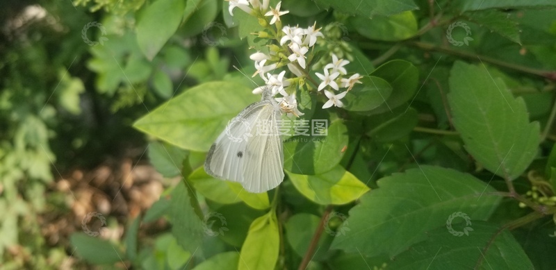 高清大图下载【趣麦麦图】花朵花卉蝴蝶昆虫绿叶植物