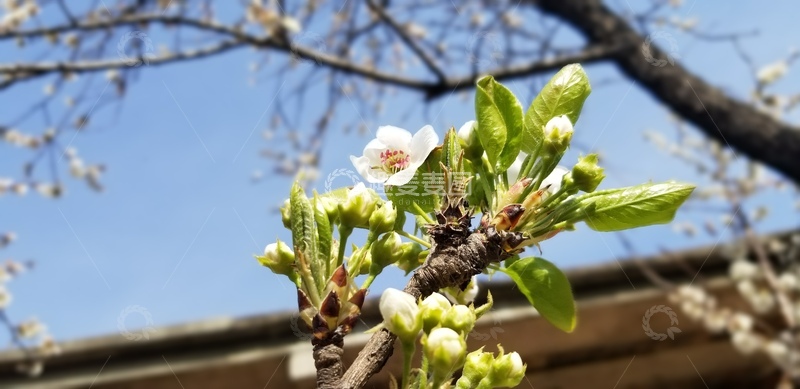 高清大图下载【趣麦麦图】梨花花朵花苞嫩芽绿叶树枝聚焦摄影