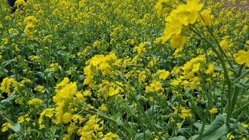 农作物油菜花花朵花卉绿叶植株