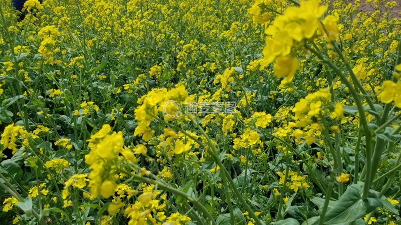 高清大图下载【趣麦麦图】农作物油菜花花朵花卉绿叶植株