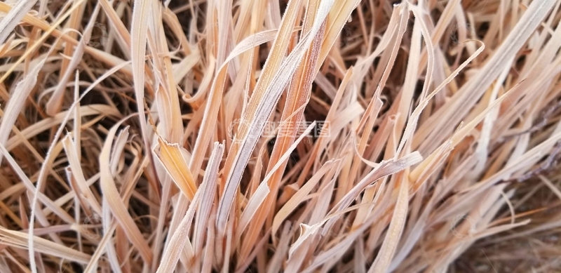 高清大图下载【趣麦麦图】结霜茅草枯草草叶草丛植物