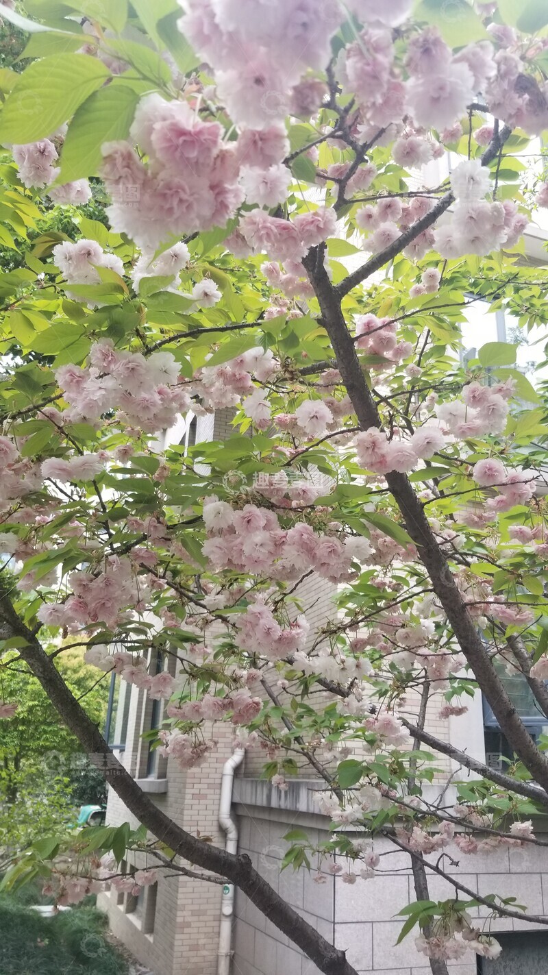 高清大图下载【趣麦麦图】花朵花苞花卉花枝树枝绿叶树木