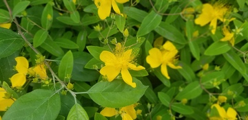 黄色花朵花卉花蕊绿叶树叶植物花丛