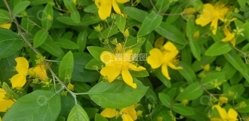 高清大图下载【趣麦麦图】黄色花朵花卉花蕊绿叶树叶植物花丛
