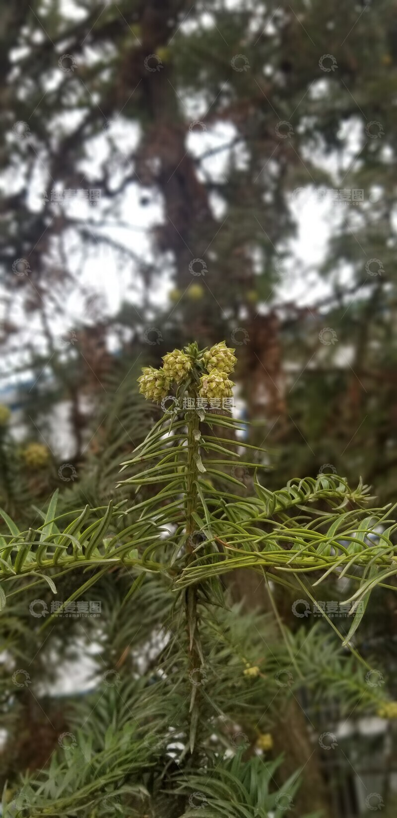 高清大图下载【趣麦麦图】杉树花朵花序果实树枝树木植物