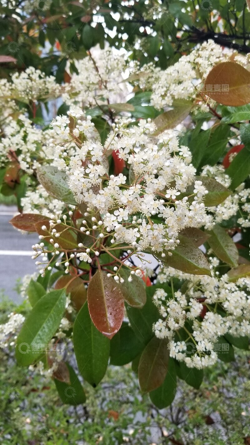 高清大图下载【趣麦麦图】石楠花花朵花卉花簇绿叶聚焦摄影