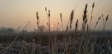 枯草草丛朝阳结霜田地田间