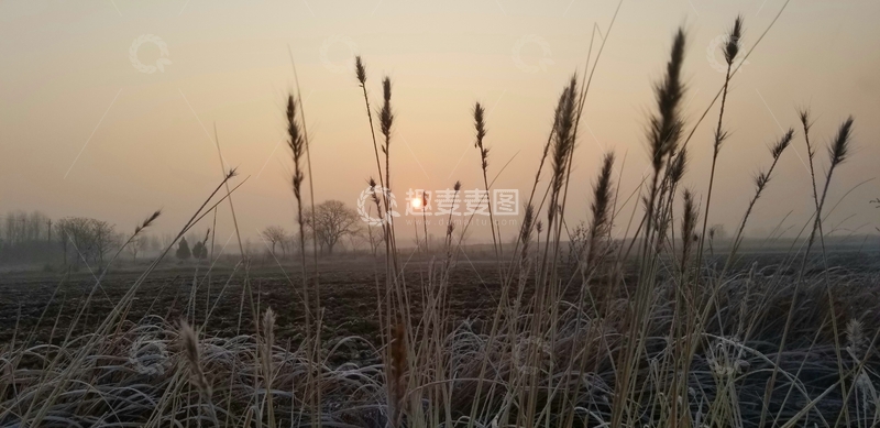 高清大图下载【趣麦麦图】枯草草丛朝阳结霜田地田间