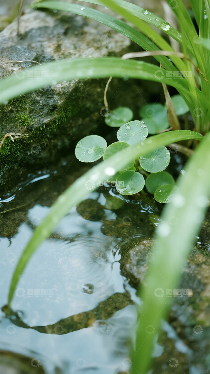 高清大图下载【趣麦麦图】清新自然水景植物摄影