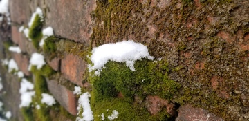 积雪青苔苔藓植物墙壁微观摄影