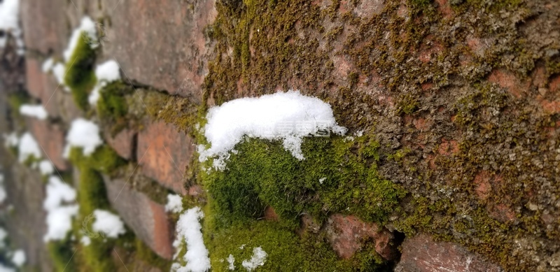 高清大图下载【趣麦麦图】积雪青苔苔藓植物墙壁微观摄影