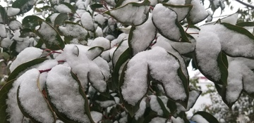 积雪覆盖冬青树树叶树枝树木摄影