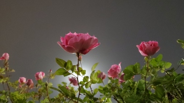 蔷薇花月季花花朵花卉绿叶植物