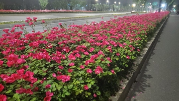 蔷薇花月季花花朵花苞花卉花丛植物