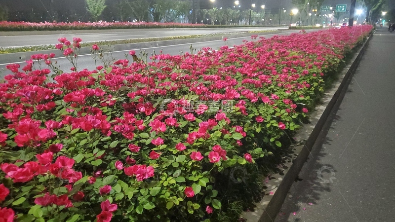 高清大图下载【趣麦麦图】蔷薇花月季花花朵花苞花卉花丛植物