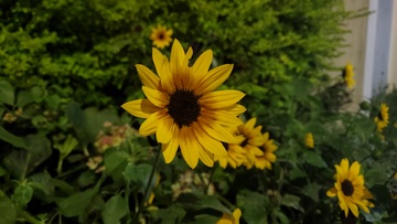 向日葵葵花花朵花卉绿叶植物