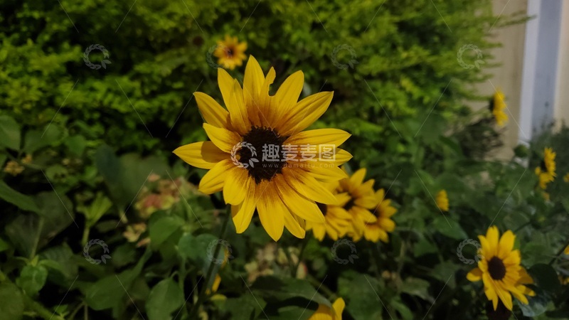 高清大图下载【趣麦麦图】向日葵葵花花朵花卉绿叶植物