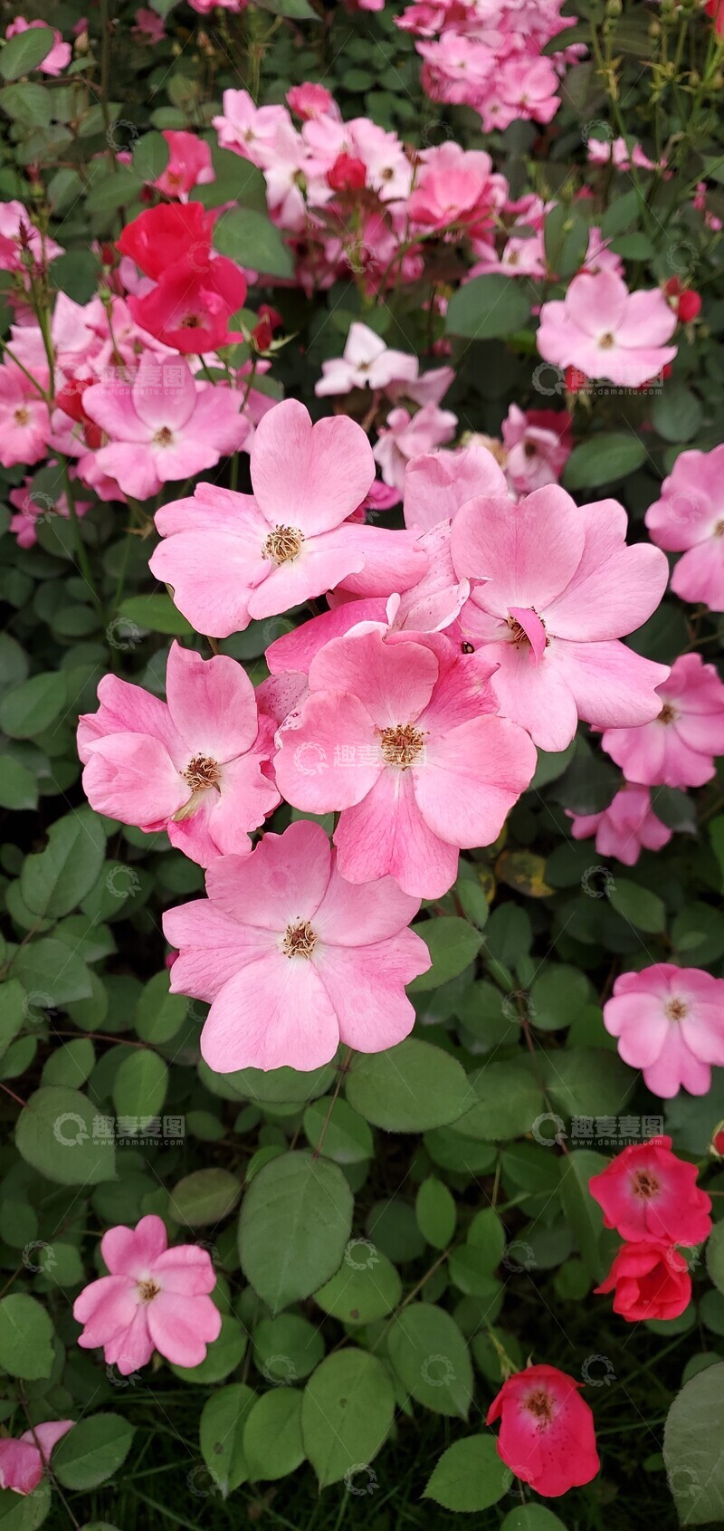 高清大图下载【趣麦麦图】月季花花朵花卉花瓣绿叶植物