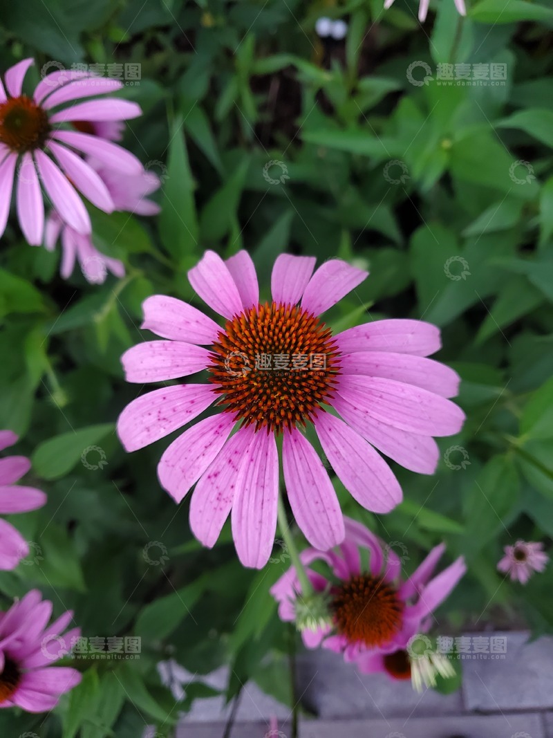 高清大图下载【趣麦麦图】松果菊紫锥菊花朵花卉花瓣绿叶植物