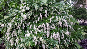 小蜡树花朵花穗绿叶树木灌木丛