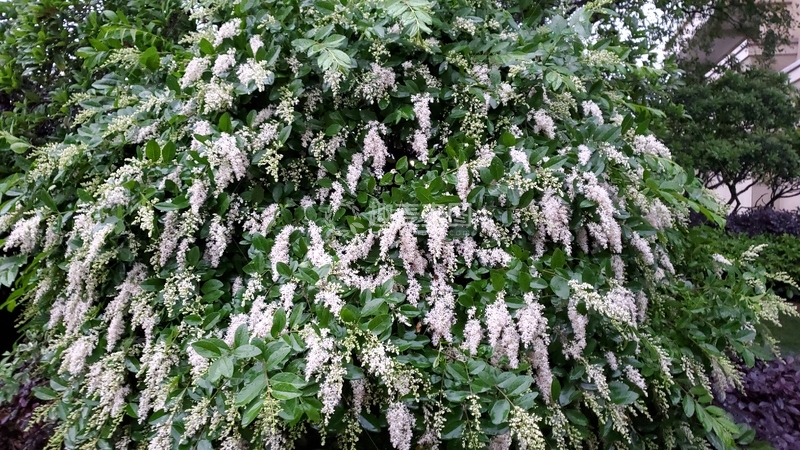 高清大图下载【趣麦麦图】小蜡树花朵花穗绿叶树木灌木丛