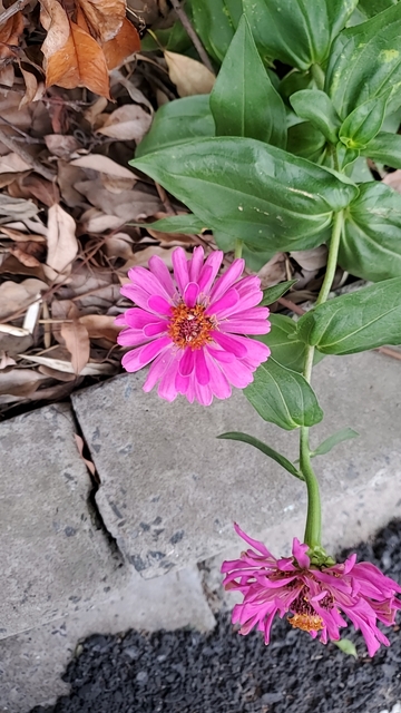 百日菊花朵花卉绿叶植物