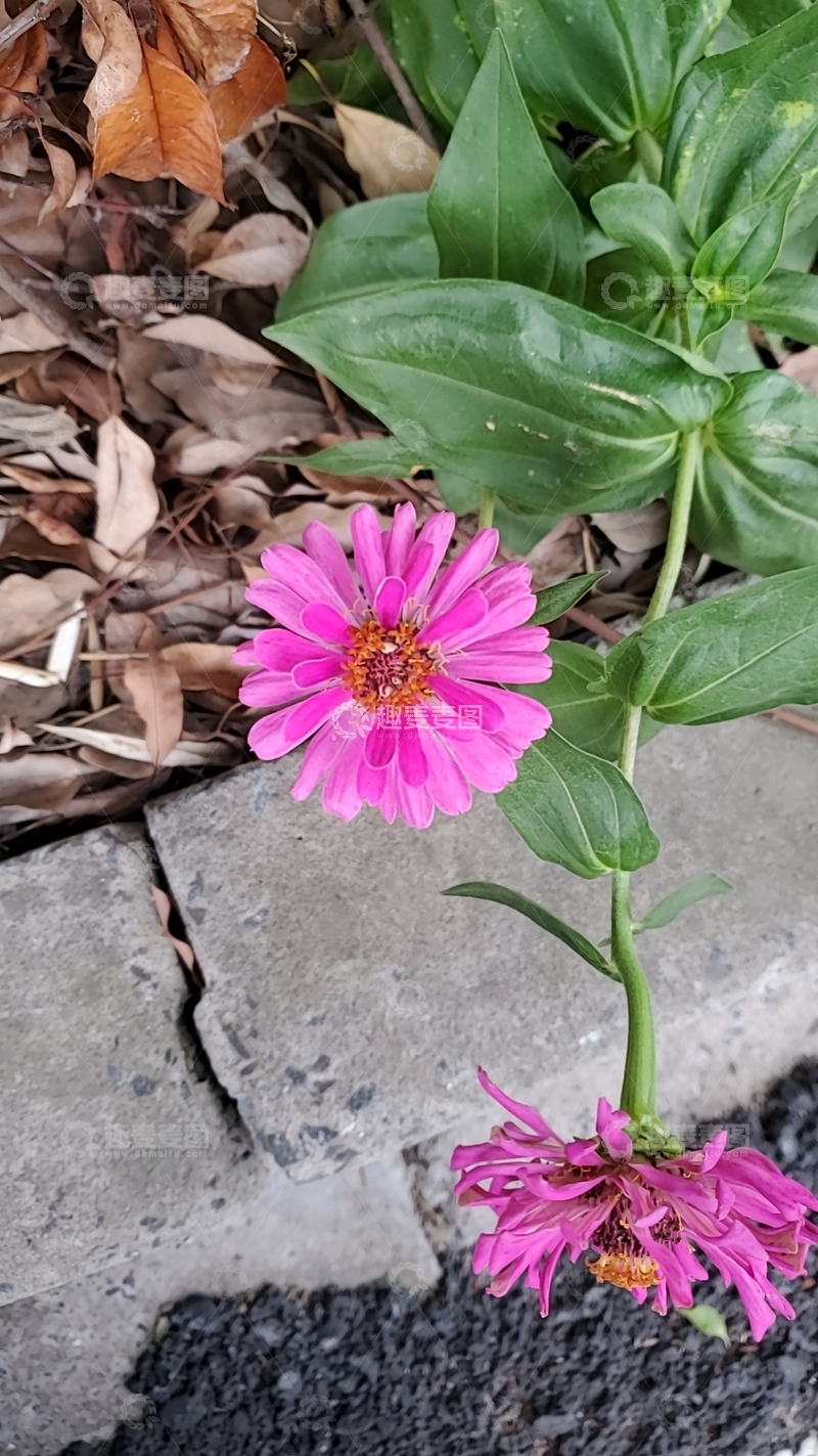 高清大图下载【趣麦麦图】百日菊花朵花卉绿叶植物