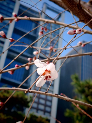 城市春花绽放高楼背景