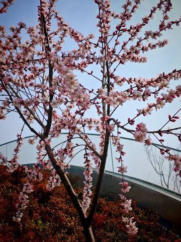 春花烂漫樱花盛开