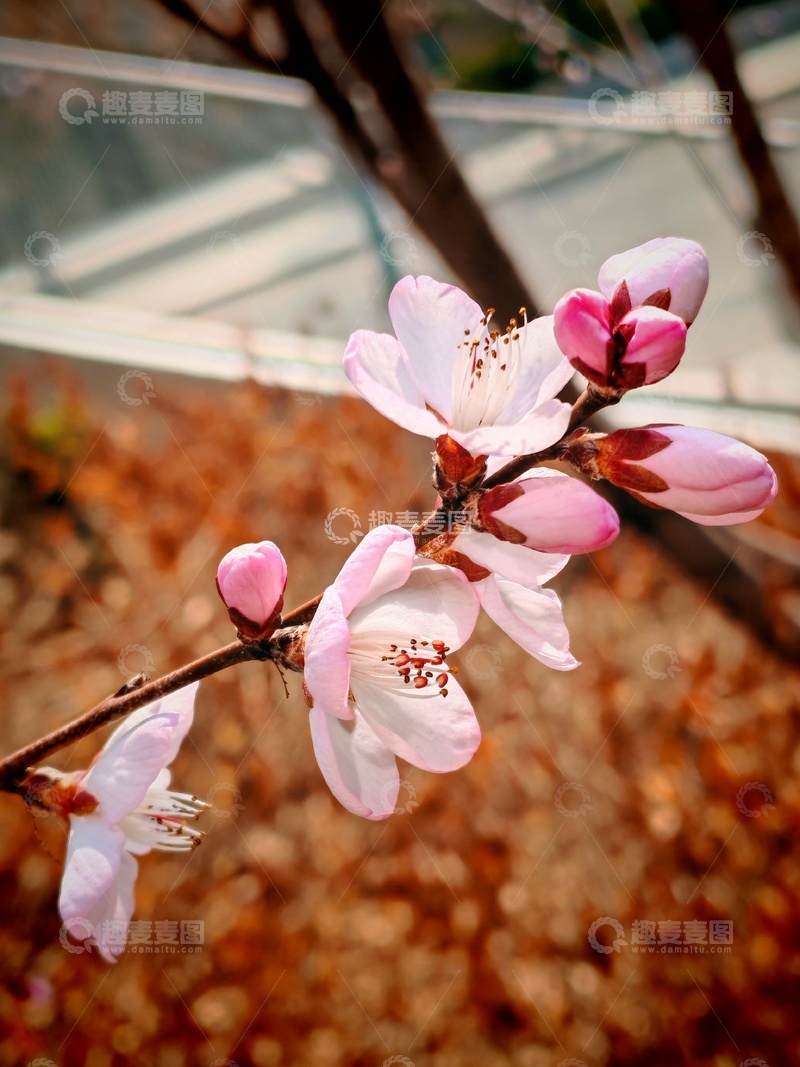 高清大图下载【趣麦麦图】春日桃花盛开美景