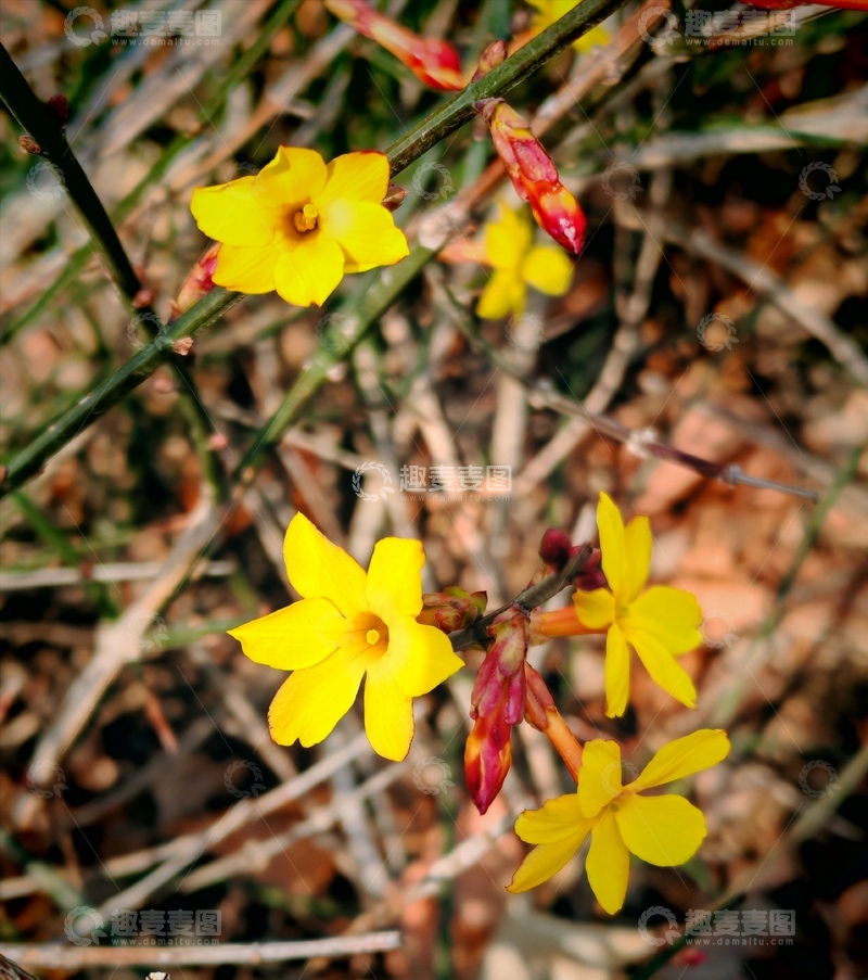 高清大图下载【趣麦麦图】野花迎春绽放