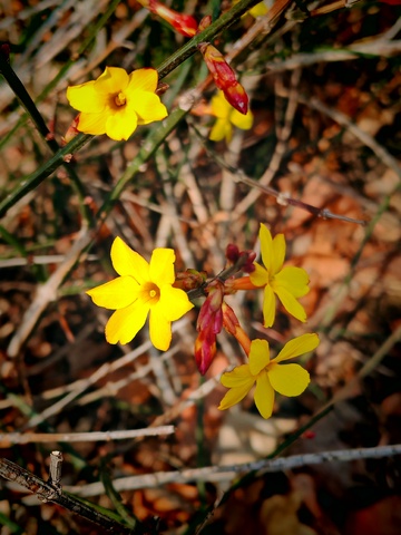 早春黄花绽放自然美景