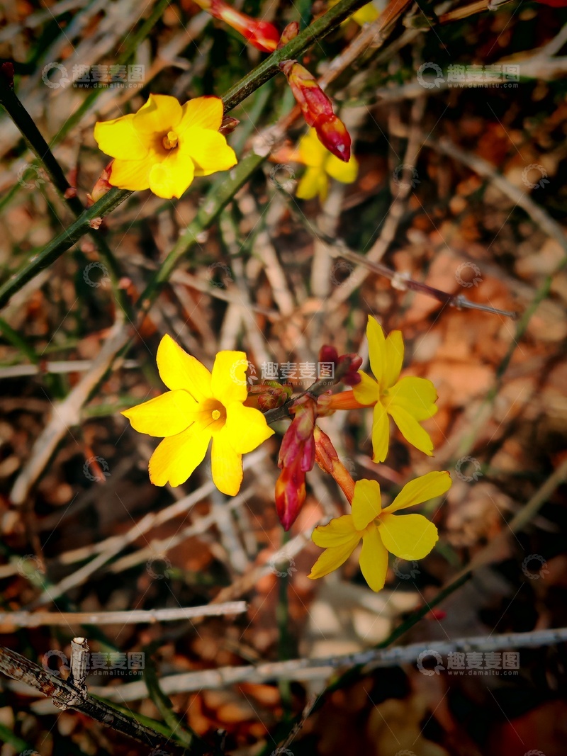高清大图下载【趣麦麦图】早春黄花绽放自然美景