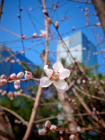 城市春花绽放自然美景