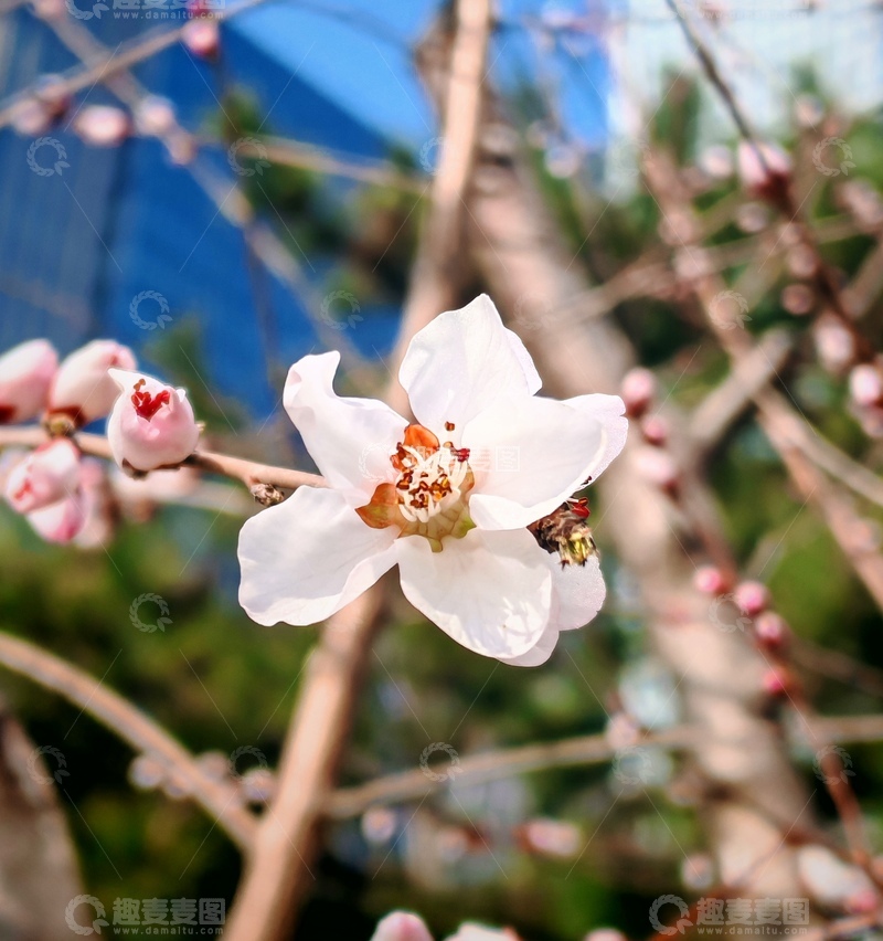 高清大图下载【趣麦麦图】春日杏花盛开写真