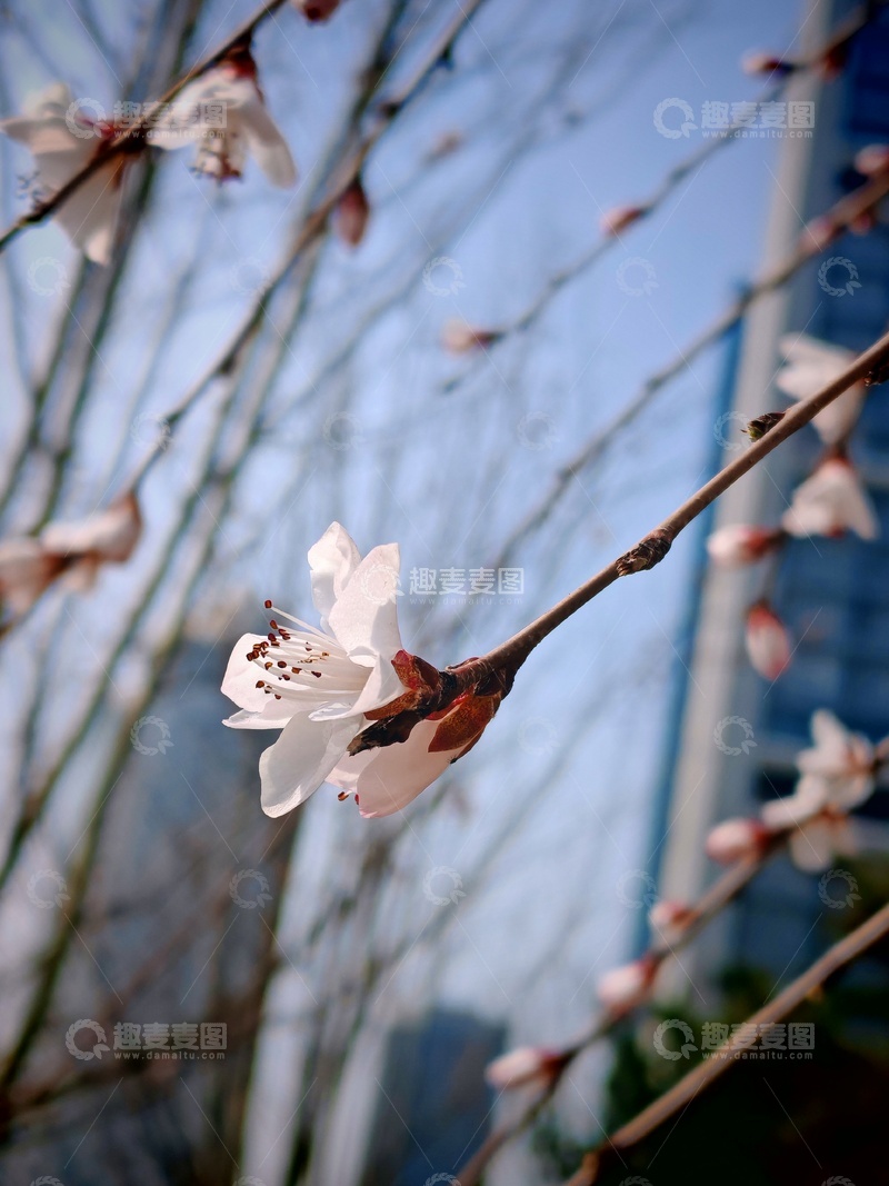 高清大图下载【趣麦麦图】-春日樱花绽放城市背景