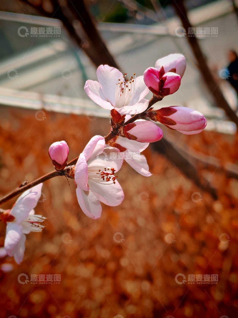 高清大图下载【趣麦麦图】春日桃花绽放美景特写