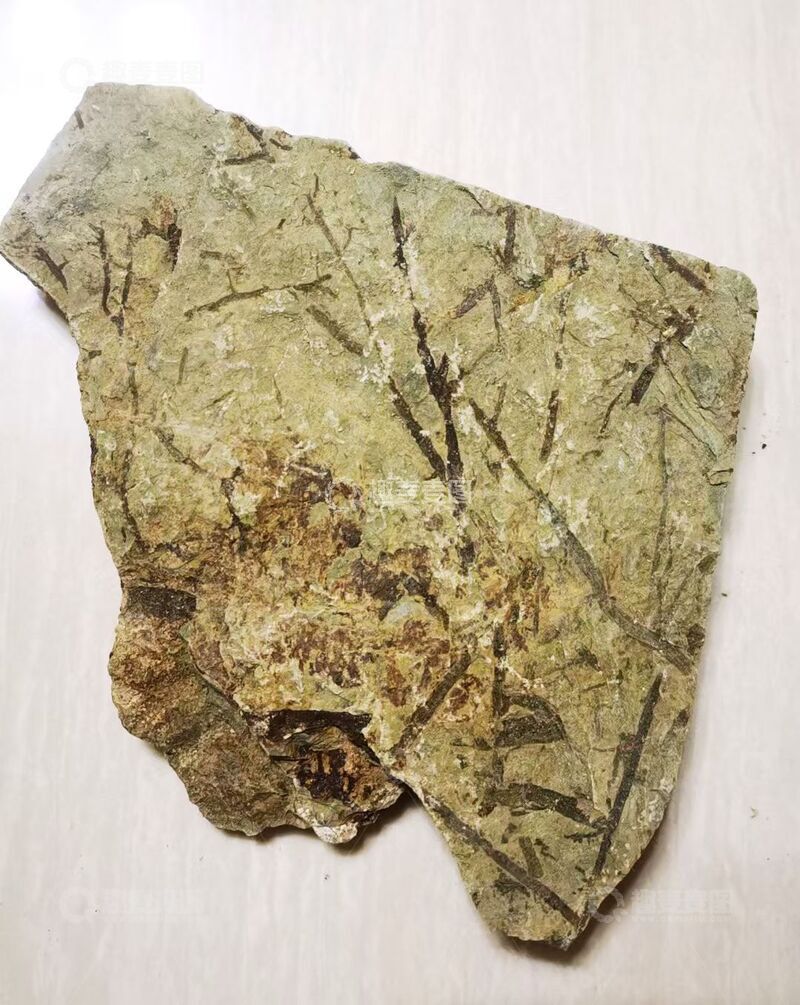 高清大图下载【趣麦麦图】化石碎片岩石样本