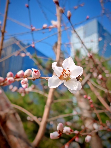 春日花开城市背景