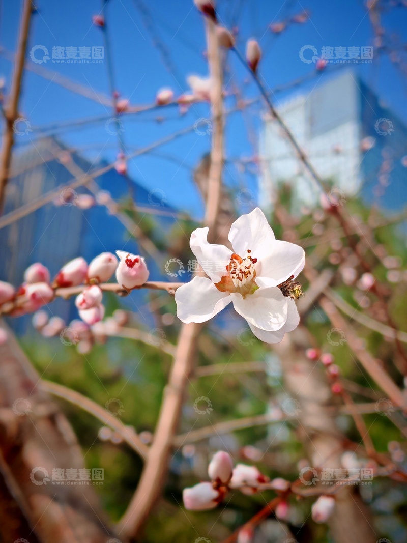 高清大图下载【趣麦麦图】春日花开城市背景
