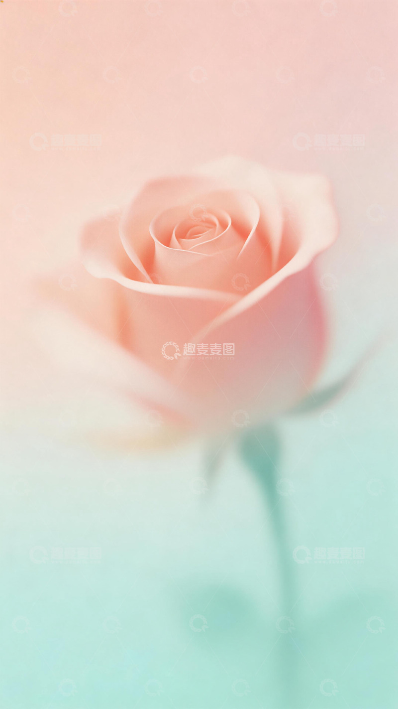 高清大图下载【趣麦麦图】柔美玫瑰清新壁纸