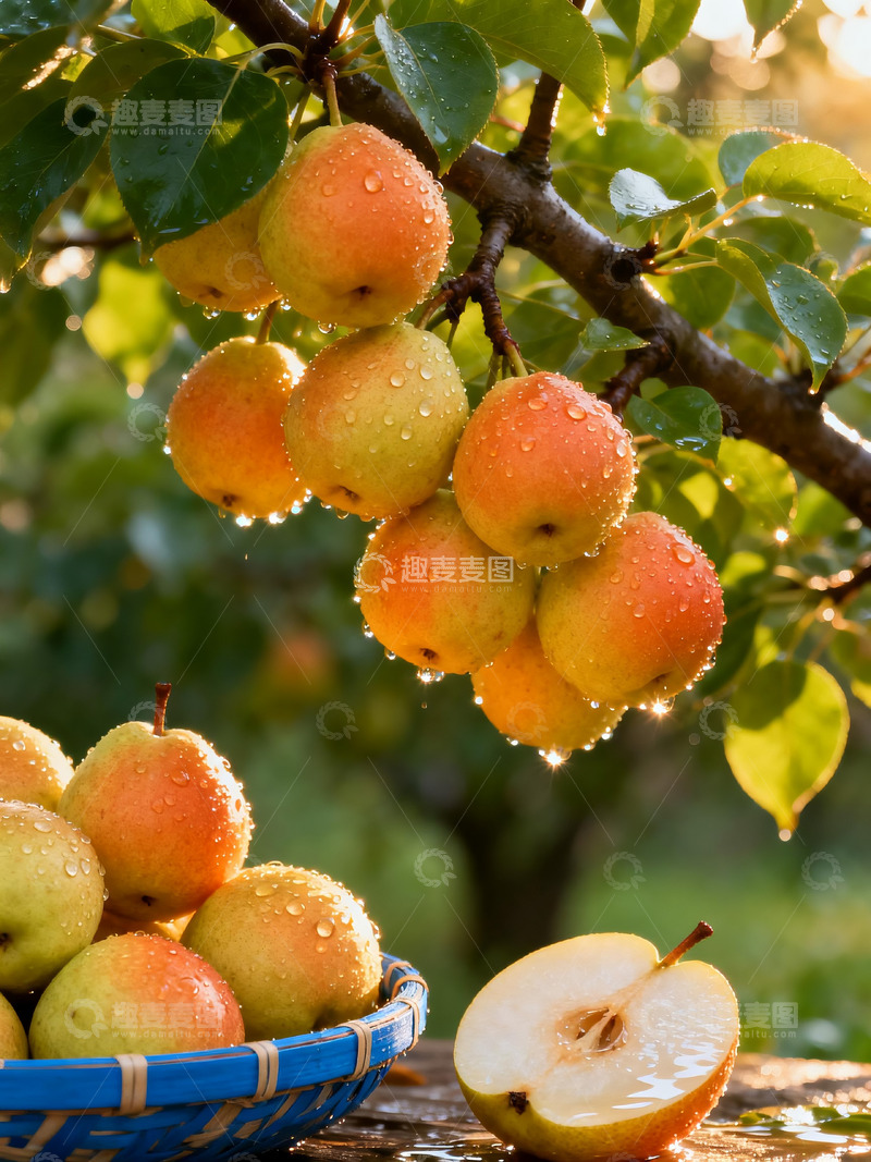 高清大图下载【趣麦麦图】香梨写实摄影12