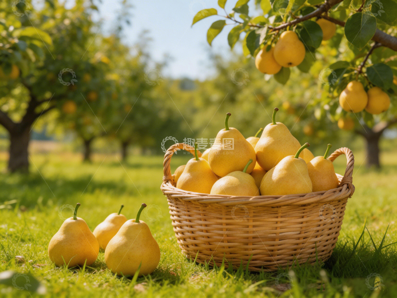 高清大图下载【趣麦麦图】果园丰收黄梨满篮
