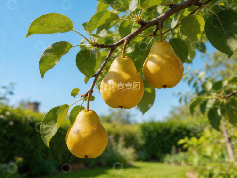 高清大图下载【趣麦麦图】田园风黄梨硕果丰收图