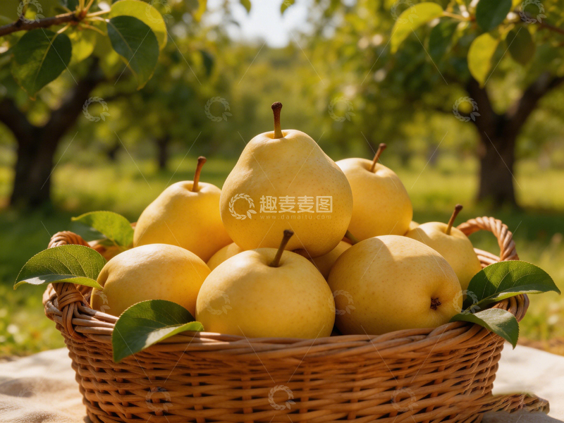 高清大图下载【趣麦麦图】果园梨子丰收美景摄影图片