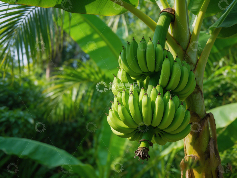 高清大图下载【趣麦麦图】热带香蕉园绿色果实美景